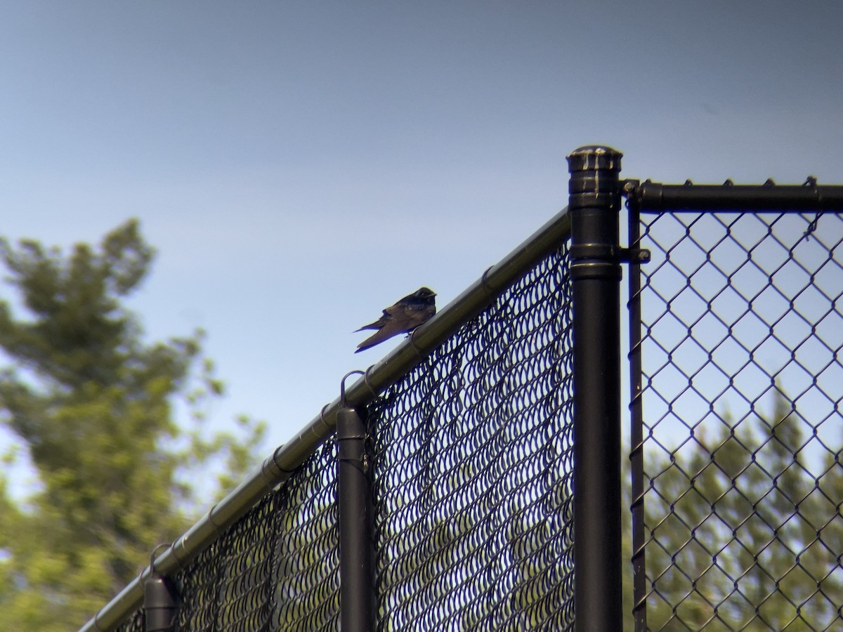 Purple Martin - Brian Quindlen