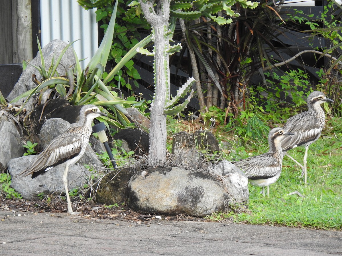 Bush Thick-knee - Monica Mesch