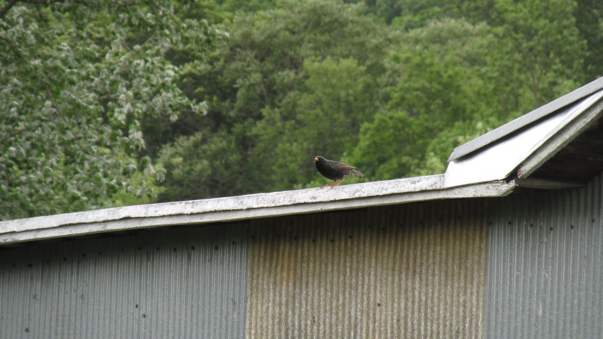 European Starling - Luke G.