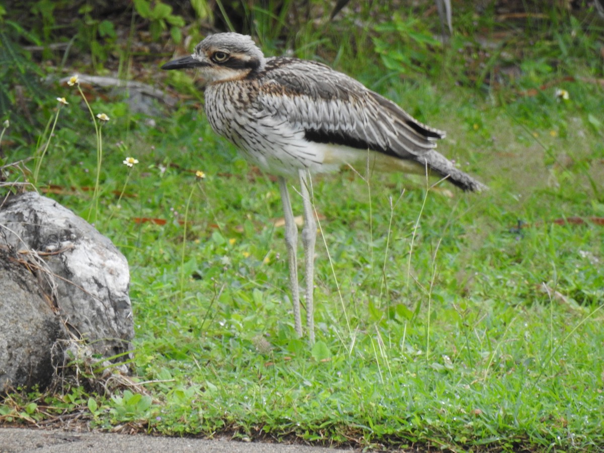 Bush Thick-knee - Monica Mesch