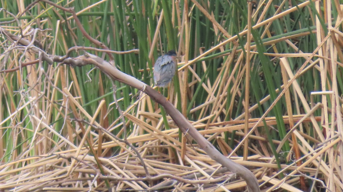 Green Heron - Brian Nothhelfer