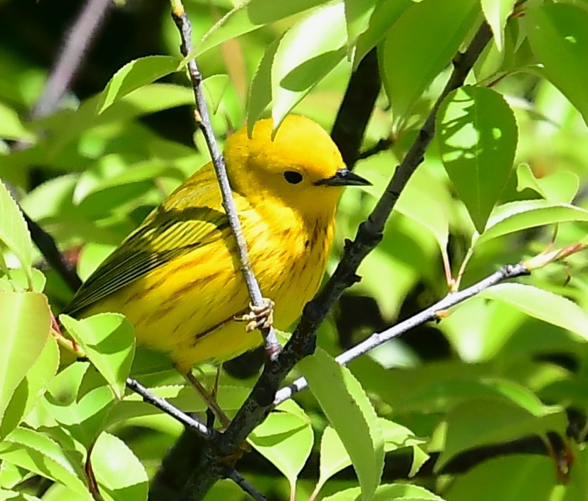 Yellow Warbler - MJ Heatherington