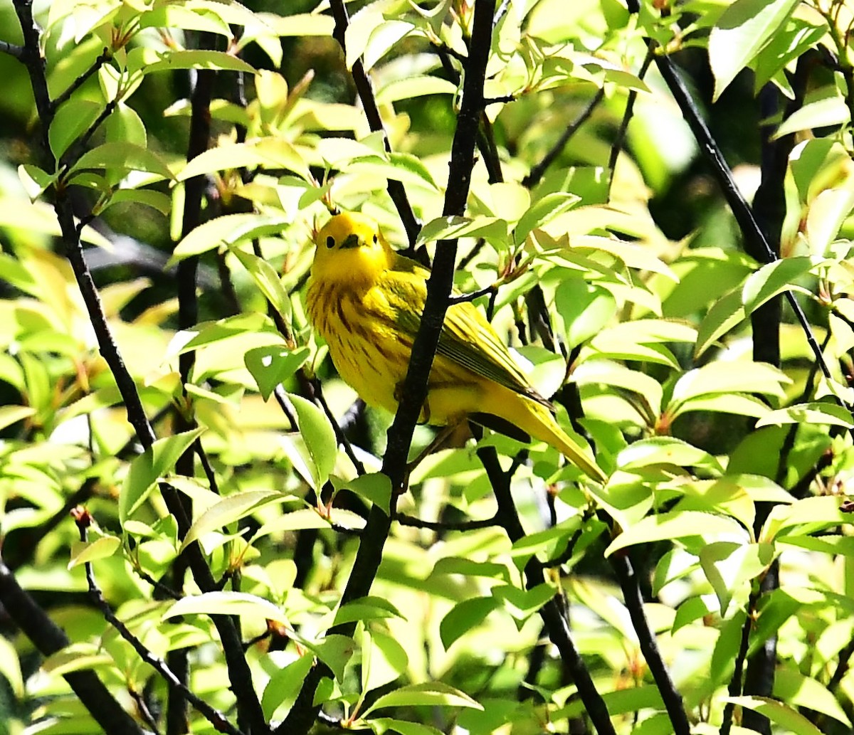 Yellow Warbler - MJ Heatherington