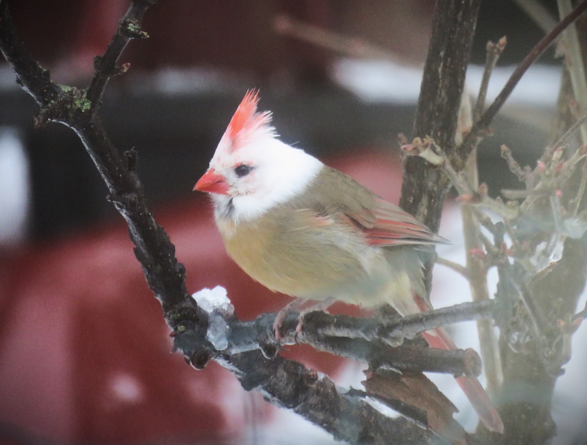 Northern Cardinal - Sandra Bright