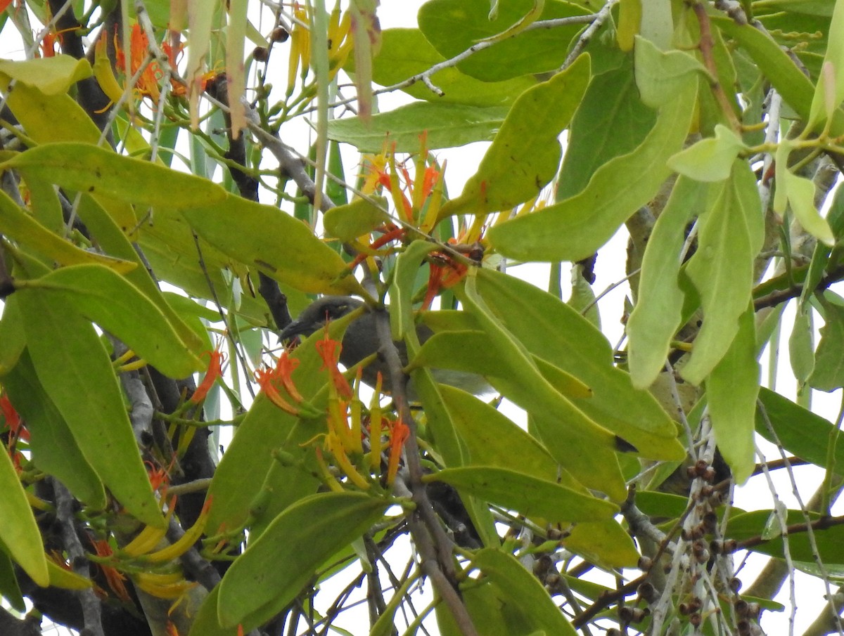 Brown Honeyeater - Monica Mesch