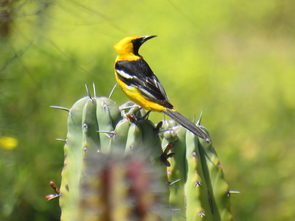 Hooded Oriole - ML618846618