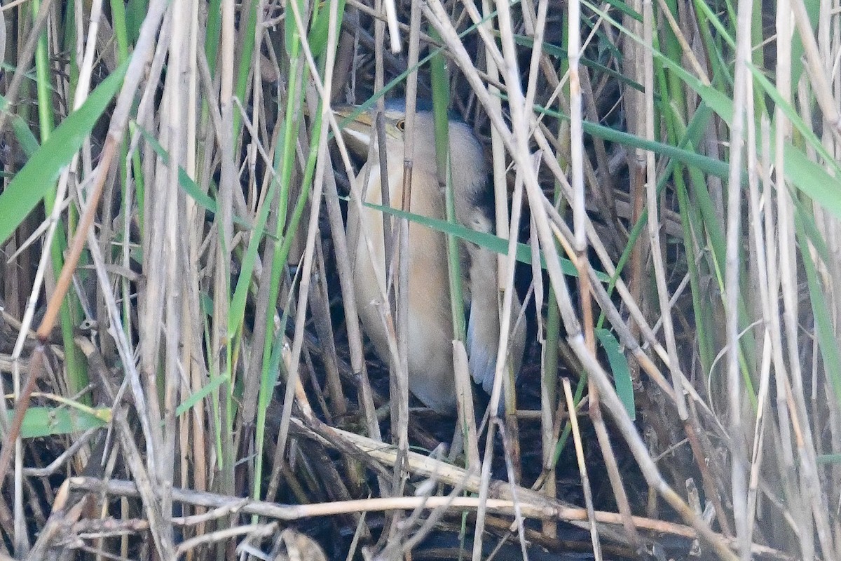 Little Bittern - Bill Asteriades