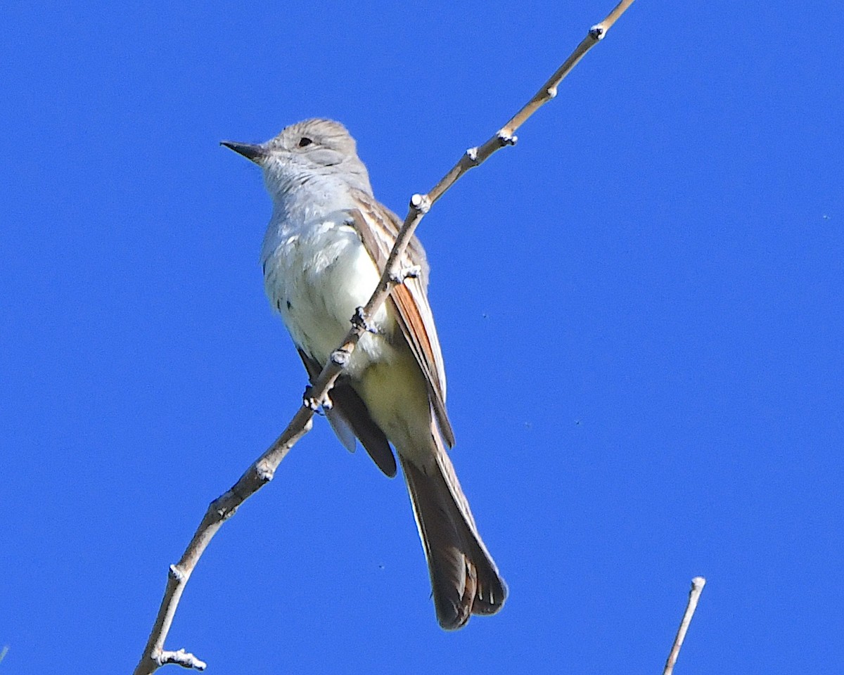 Ash-throated Flycatcher - Ted Wolff