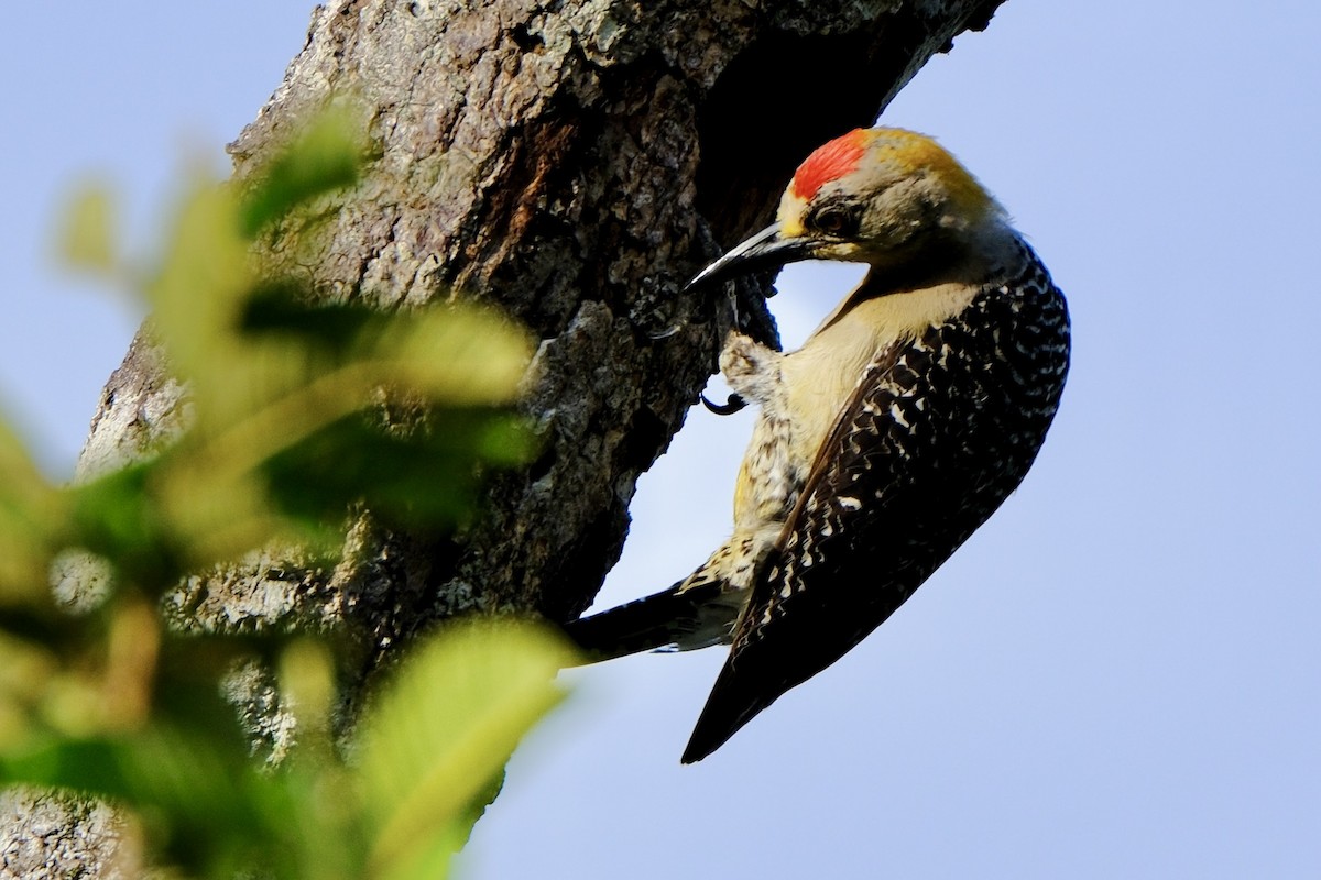 Hoffmann's Woodpecker - Susan Jackson