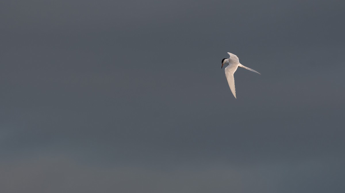 Forster's Tern - Daniel Pankey