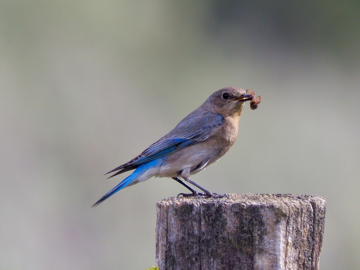 Western Bluebird - Kathy Green