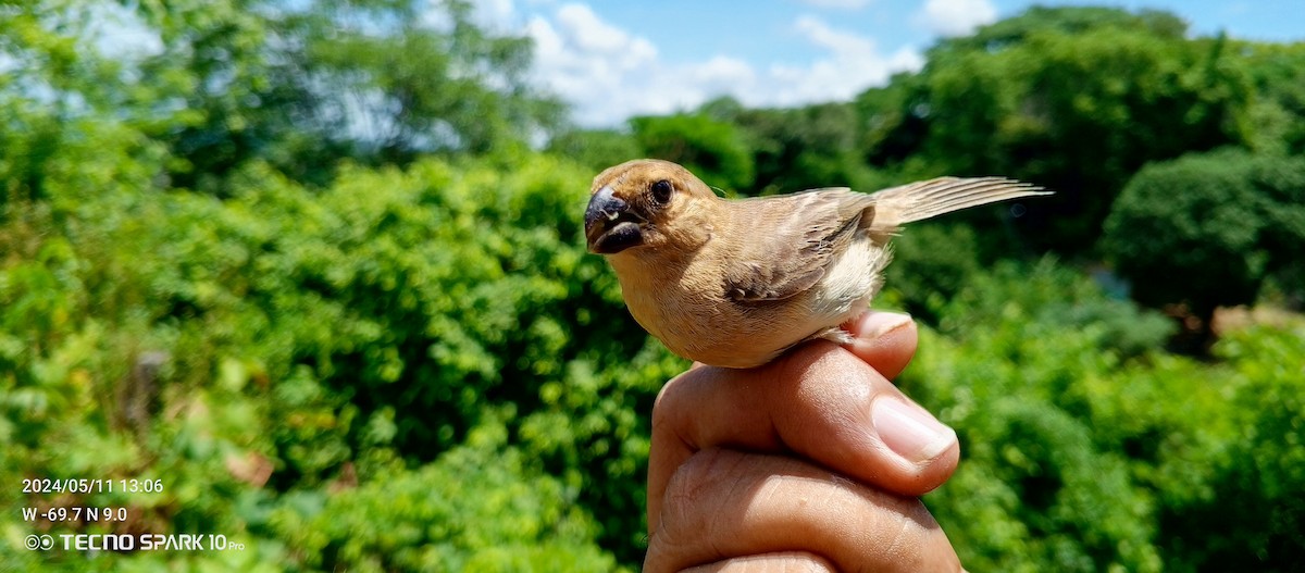 Gray Seedeater - Luis Mieres Bastidas