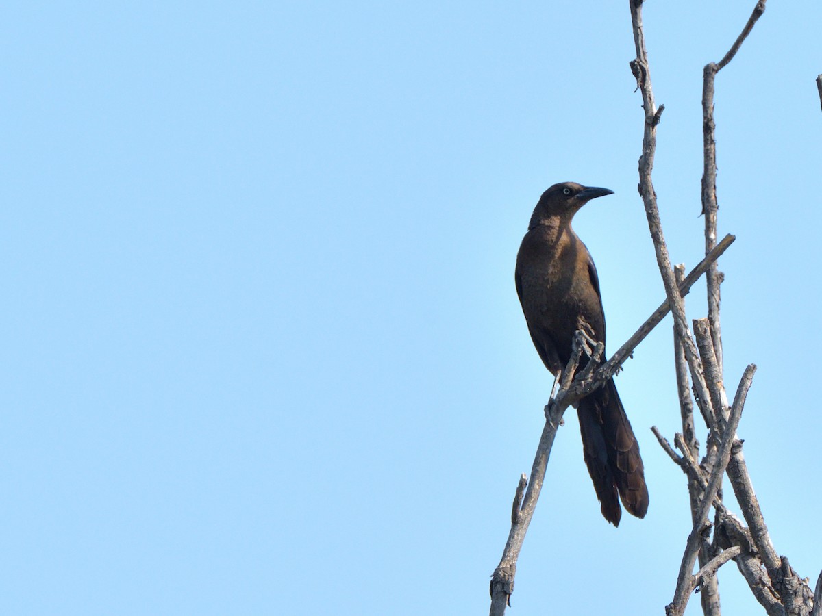 Great-tailed Grackle (Great-tailed) - Isain Contreras