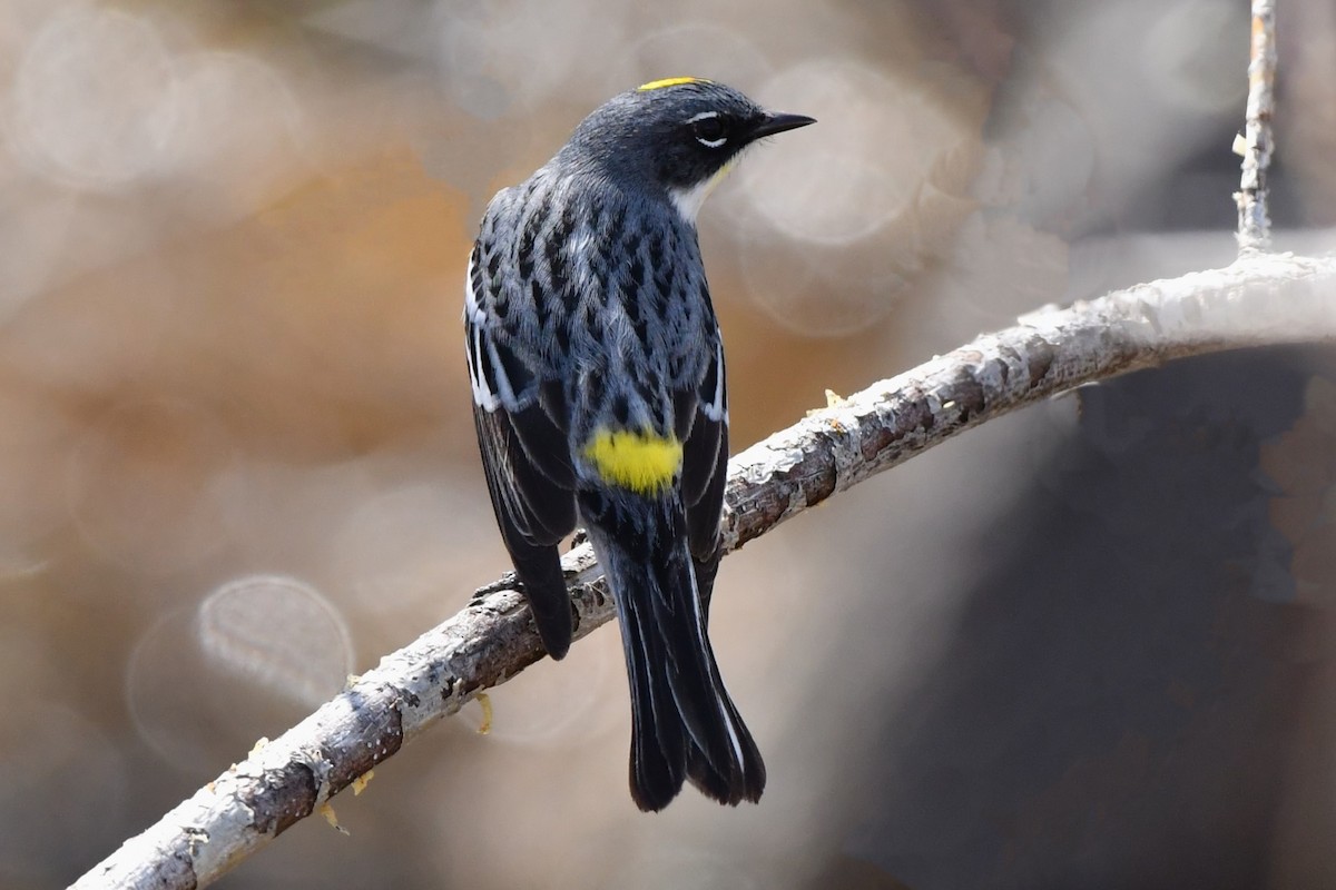 Yellow-rumped Warbler - Ausilia Piperni