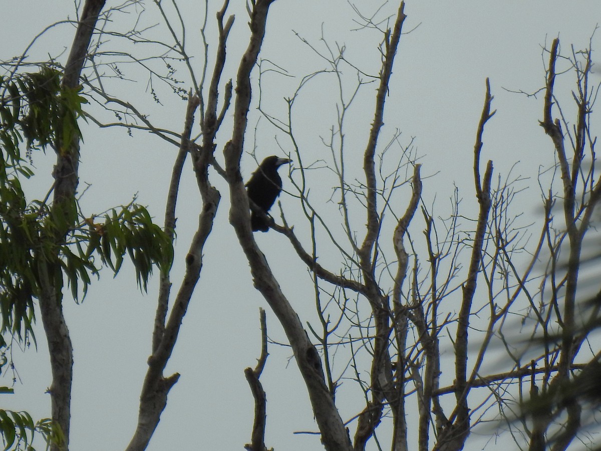 Black Butcherbird - Monica Mesch