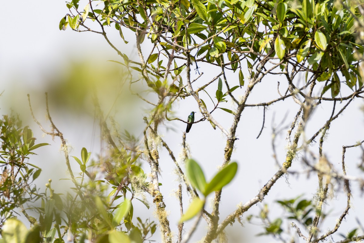 Lesser Violetear - Joaquin Boluarte Jave