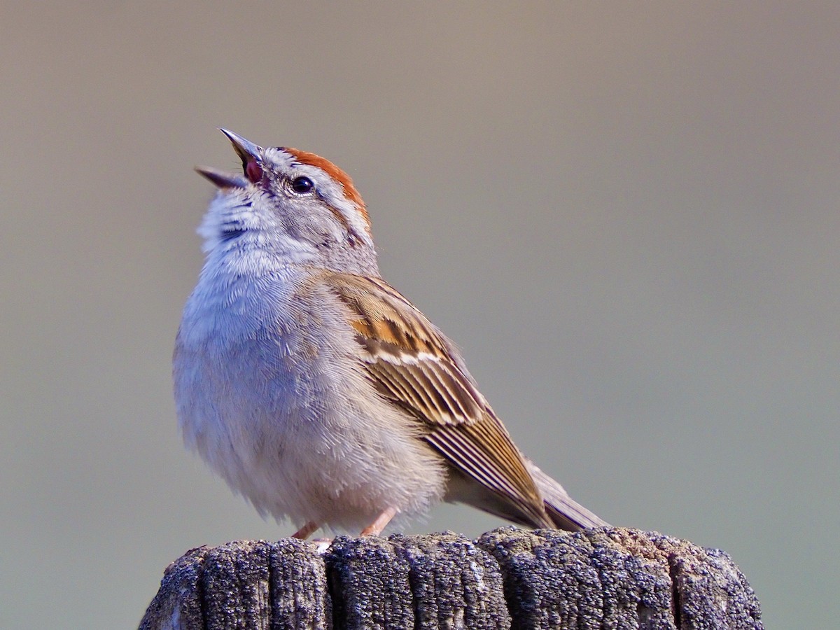 Chipping Sparrow - Kathy Green