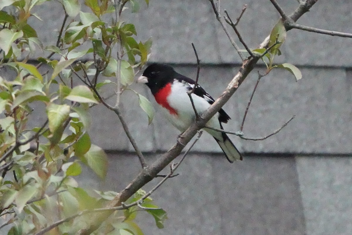 Rose-breasted Grosbeak - André BERNARD