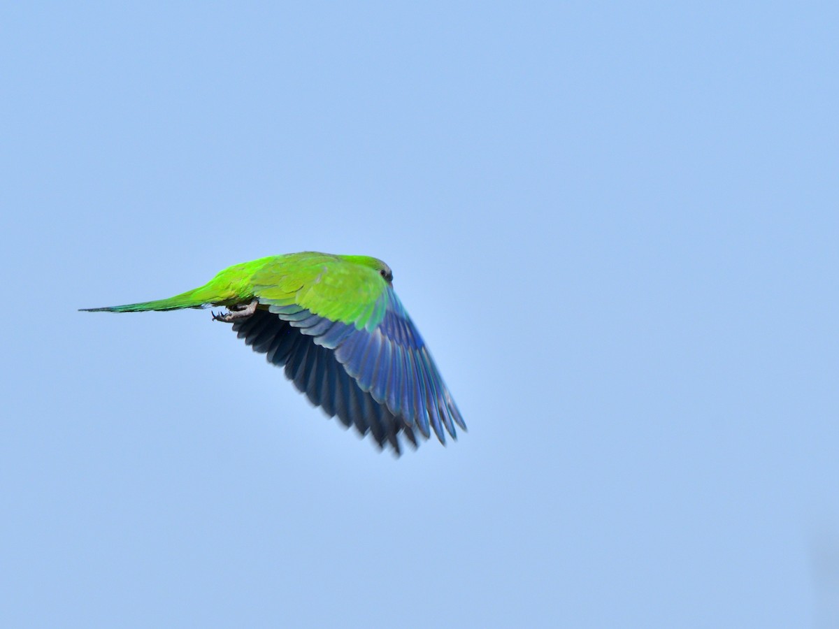 Monk Parakeet (Monk) - ML618846702