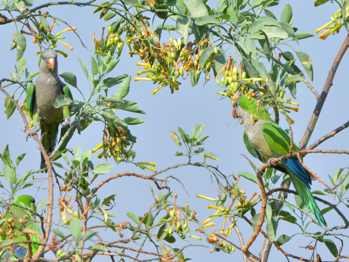 Cotorra Argentina (grupo monachus) - ML618846703