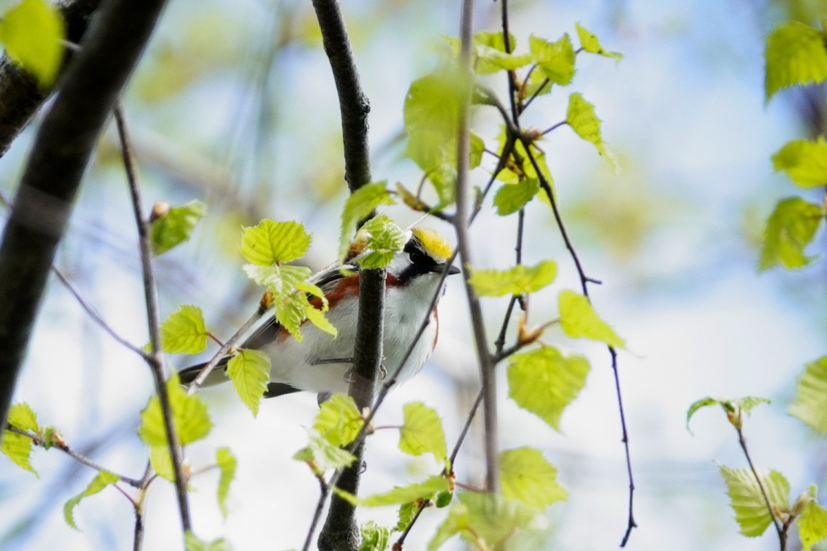 Chestnut-sided Warbler - Louise Courtemanche 🦅