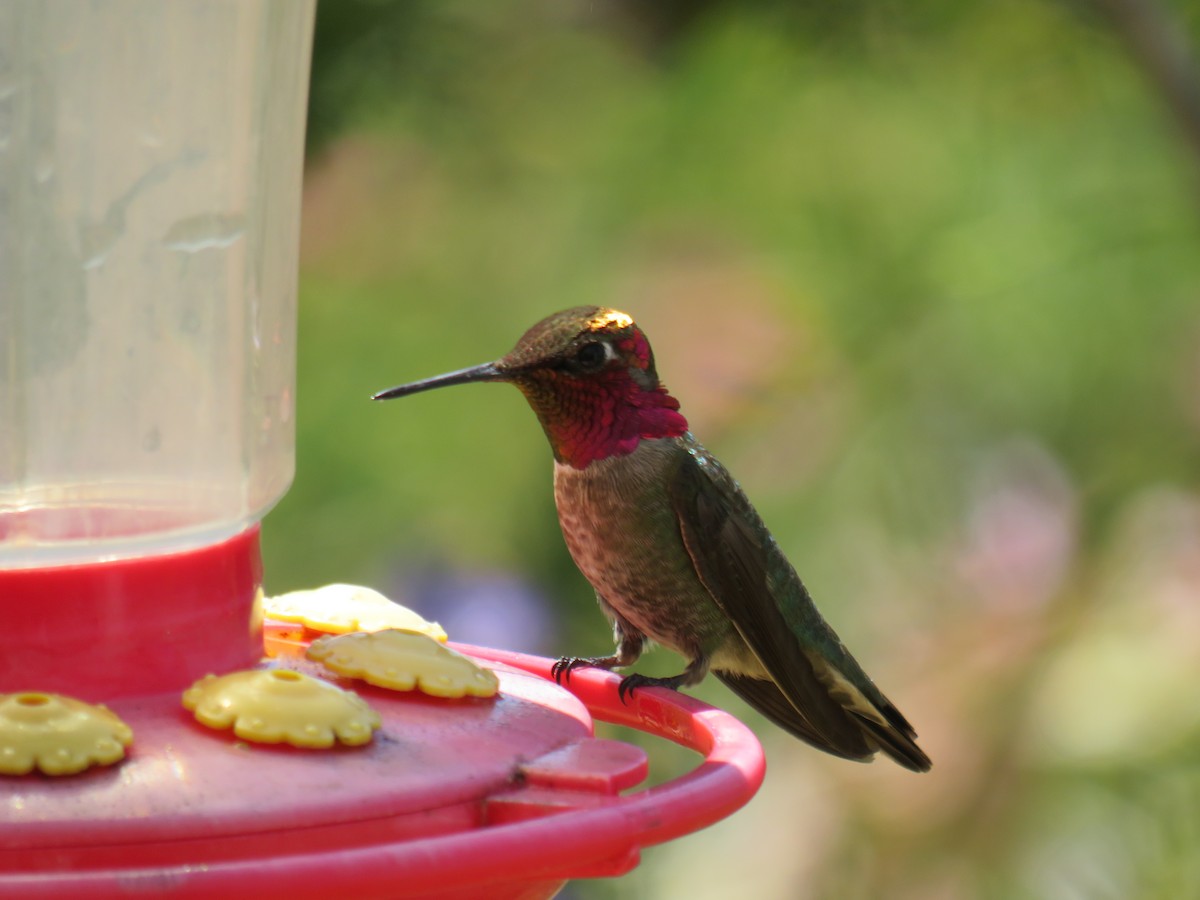 Anna's Hummingbird - ML618846715