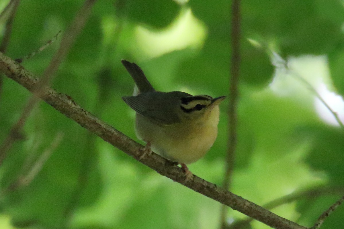 Worm-eating Warbler - John Manger