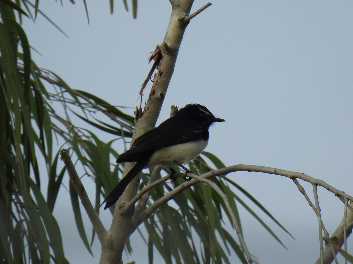 Willie-wagtail - Monica Mesch