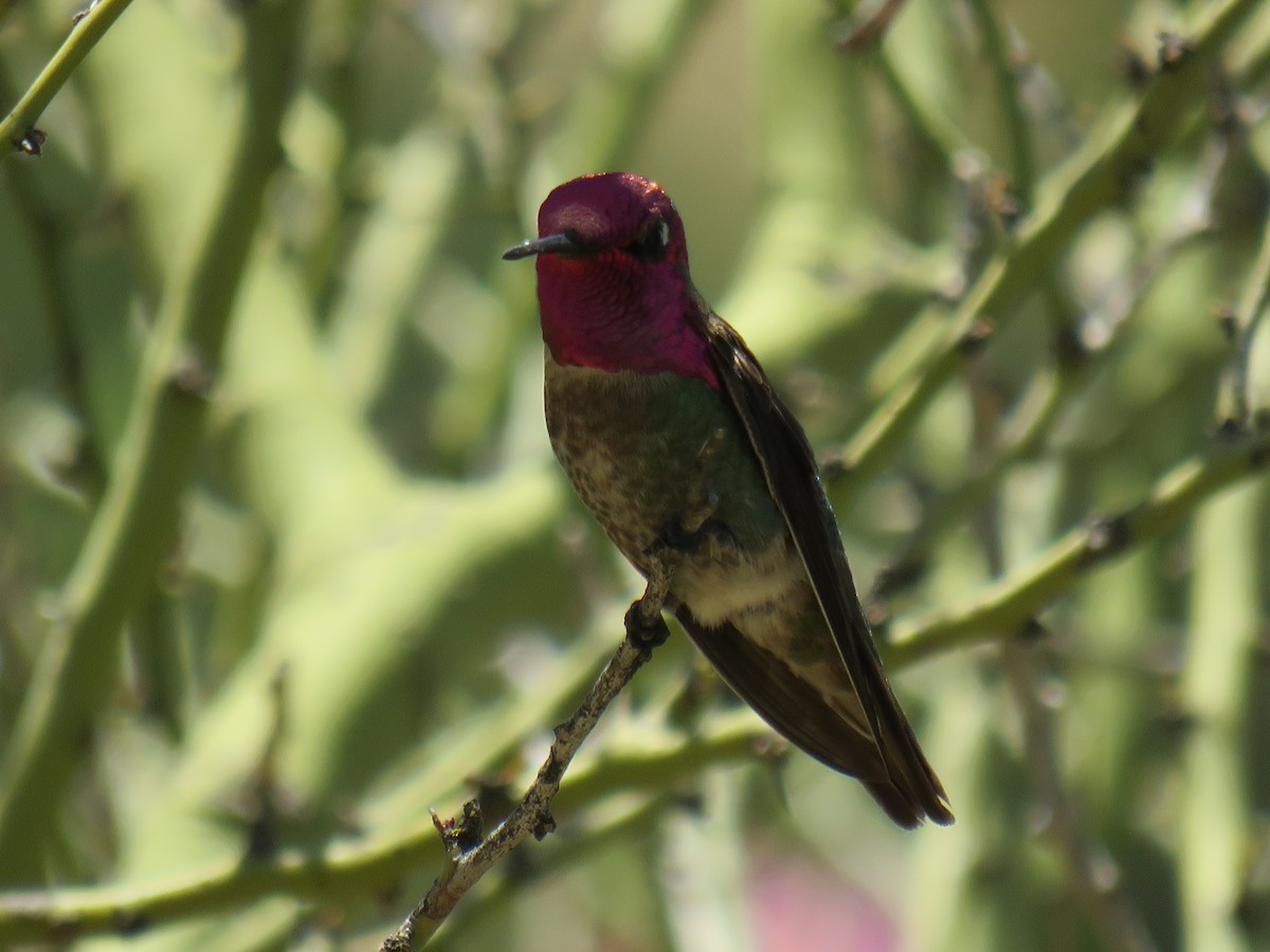 Anna's Hummingbird - ML618846731
