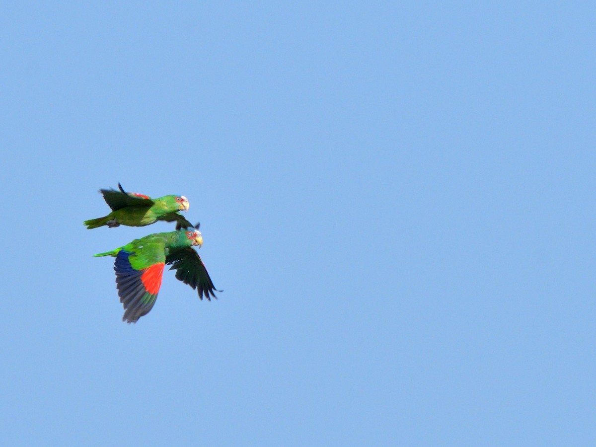 White-fronted Parrot - Isain Contreras