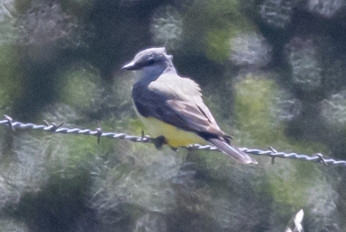 Western Kingbird - Max Ferrero