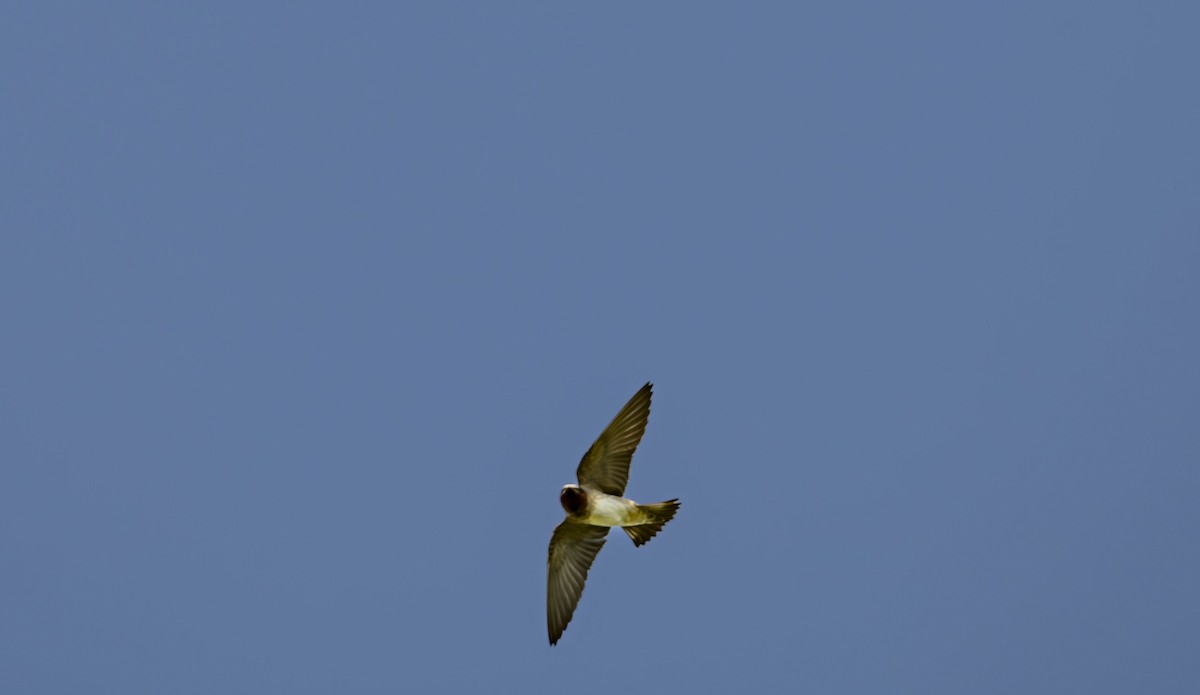 Cliff Swallow - Rolando Tomas Pasos Pérez