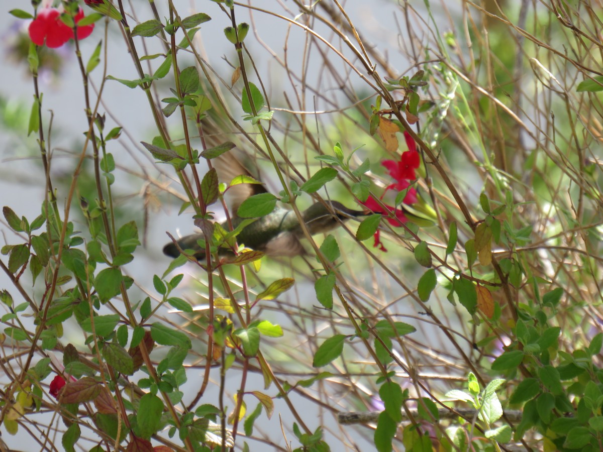 Anna's Hummingbird - ML618846745