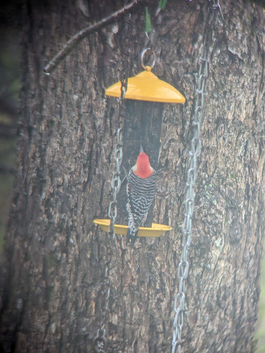 Red-bellied Woodpecker - ML618846752