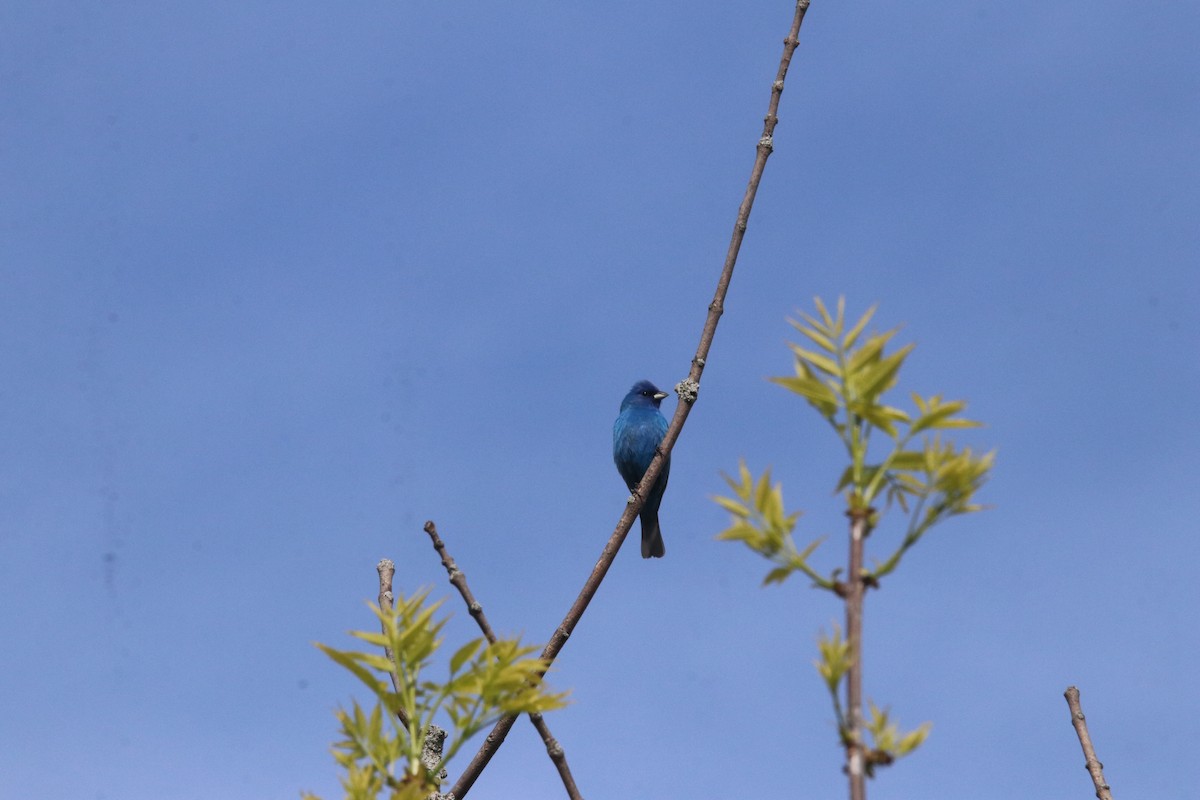 Indigo Bunting - Keith Matthieu