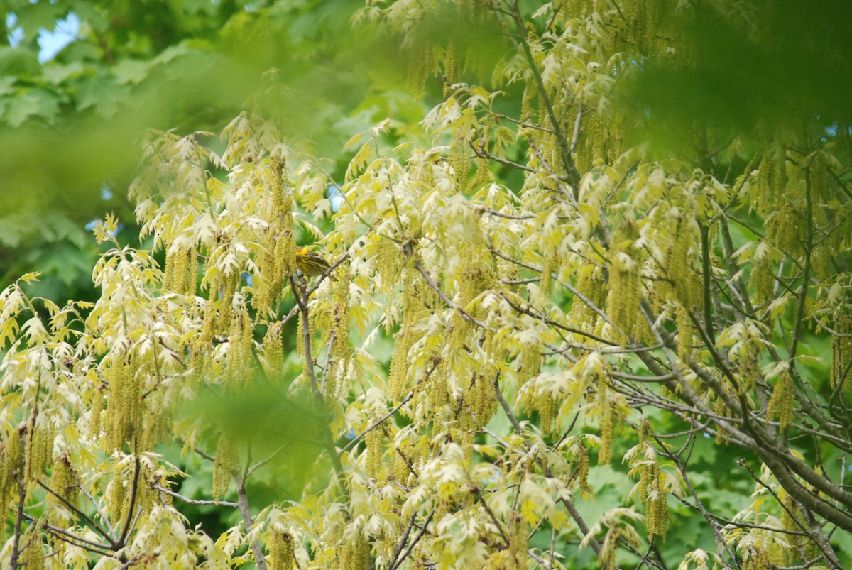 Cape May Warbler - Sebastian Martinson