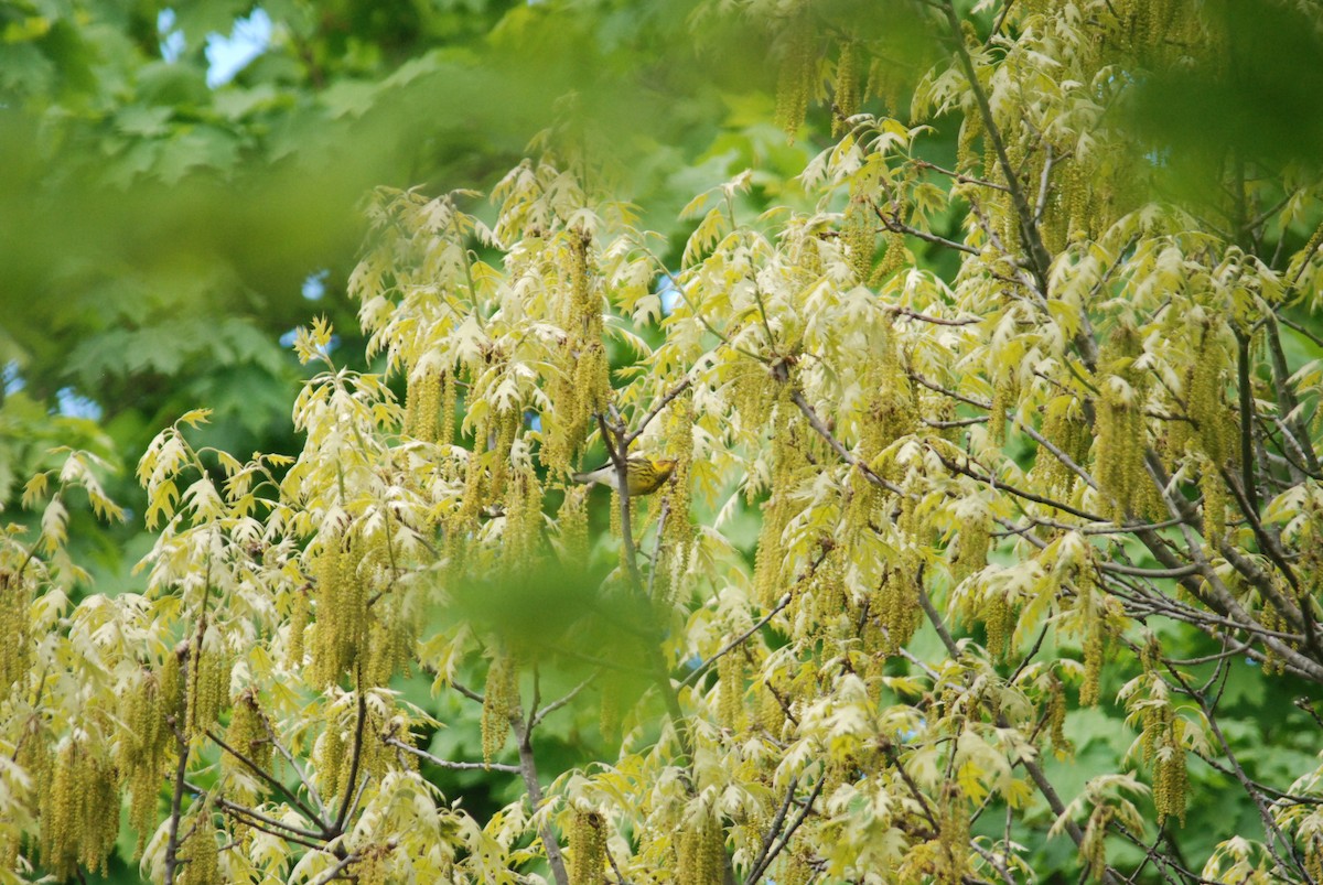 Cape May Warbler - Sebastian Martinson