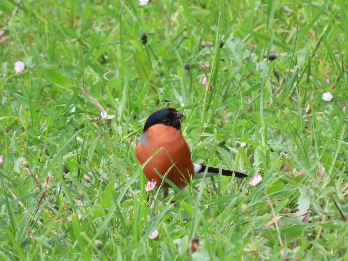 Eurasian Bullfinch - Clemente Álvarez Usategui