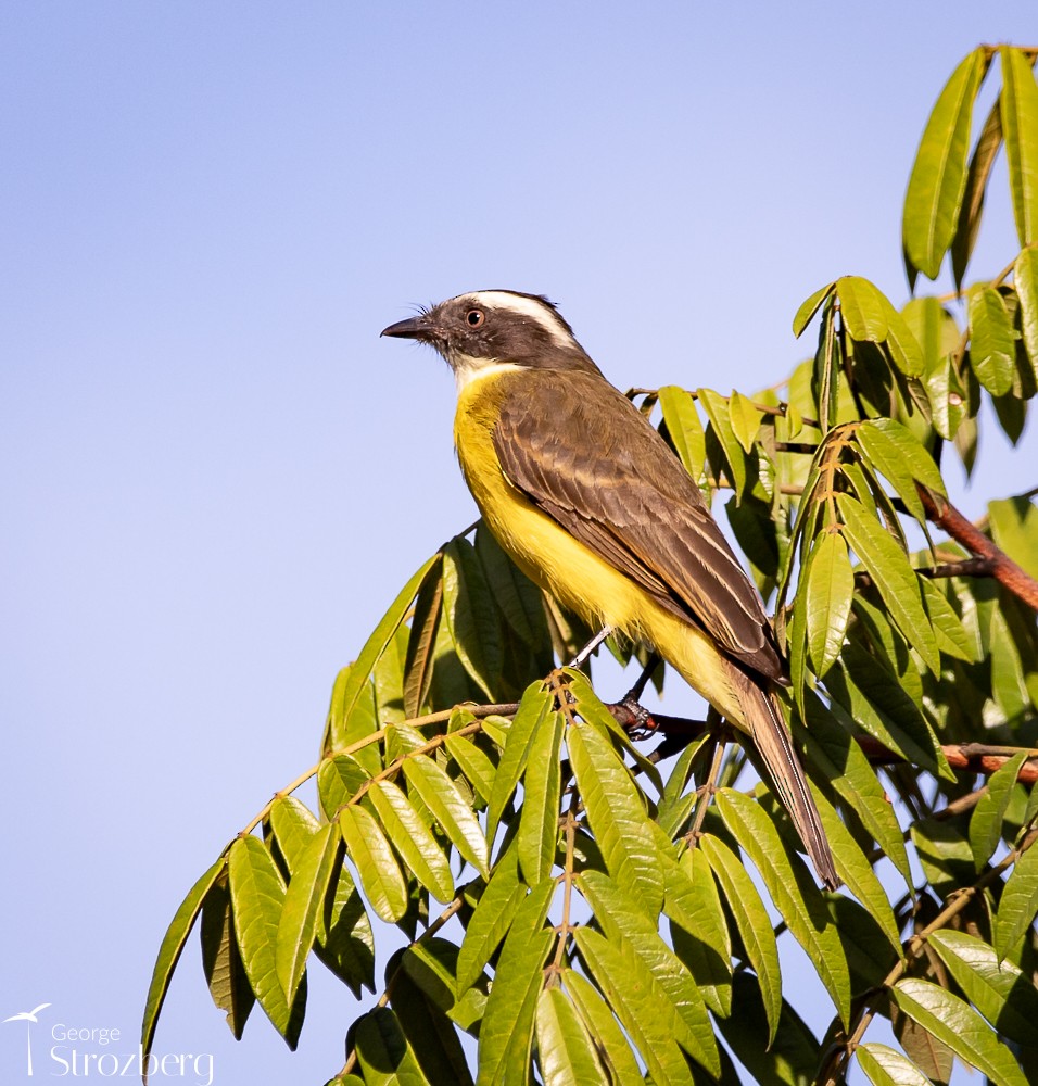 Social Flycatcher - George Strozberg