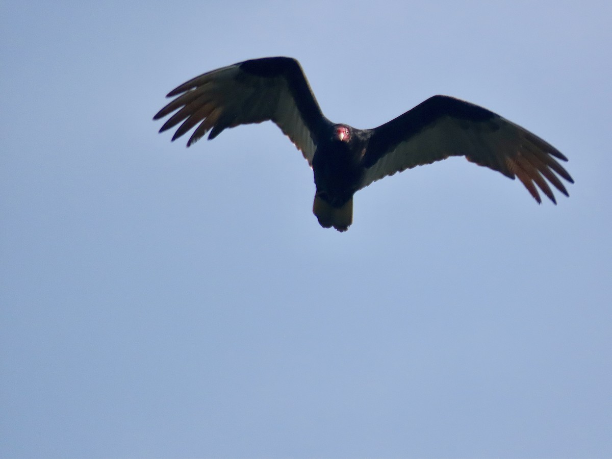 Turkey Vulture - ML618846790