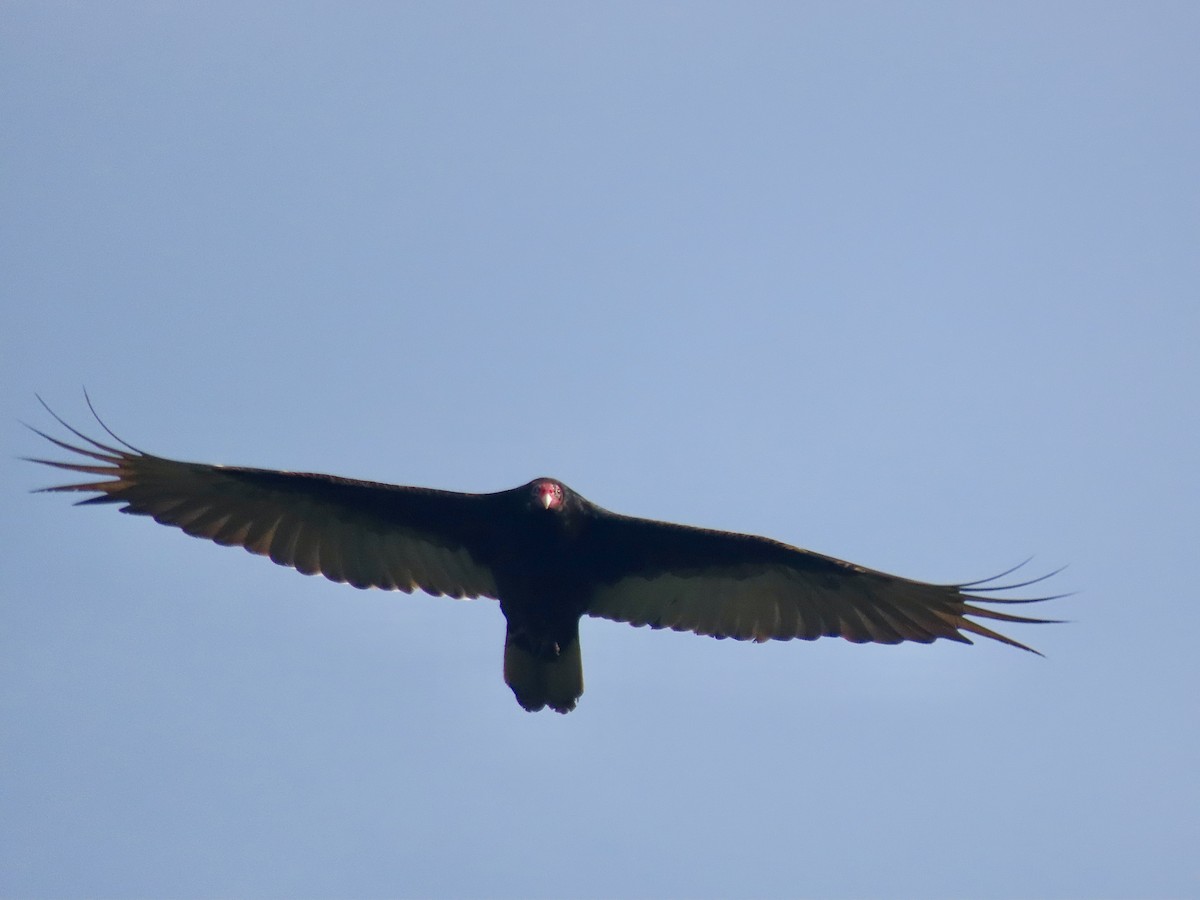 Turkey Vulture - ML618846791