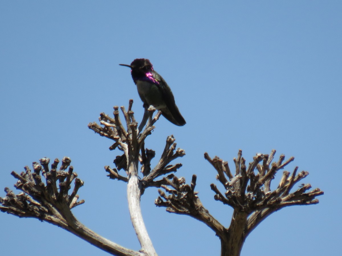 Costa's Hummingbird - ML618846794