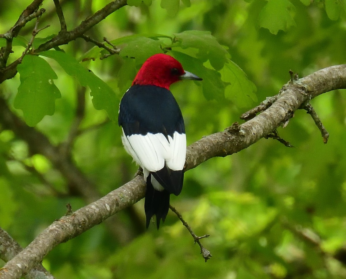 Red-headed Woodpecker - Anonymous