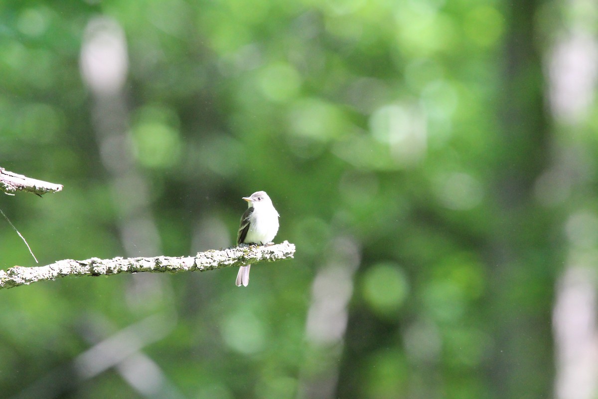 Eastern Wood-Pewee - Jim Schneider