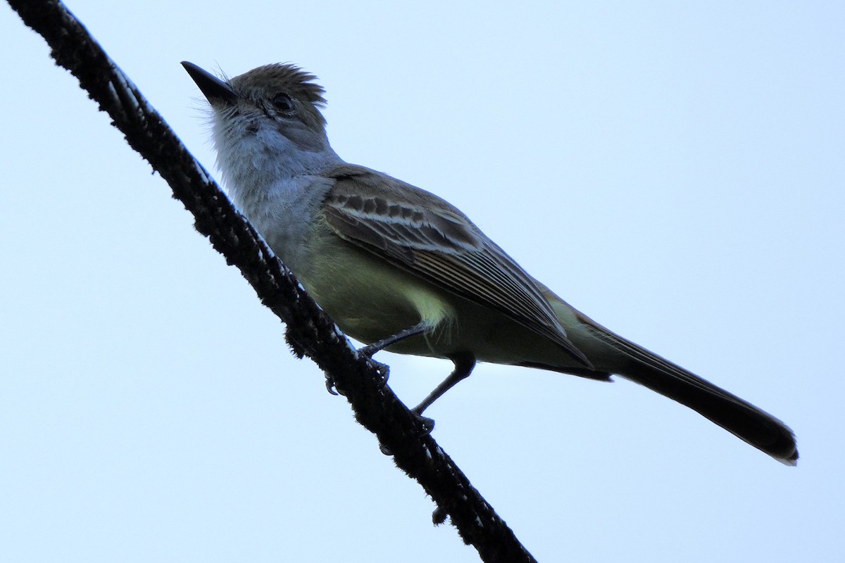 Brown-crested Flycatcher - Susan Jackson