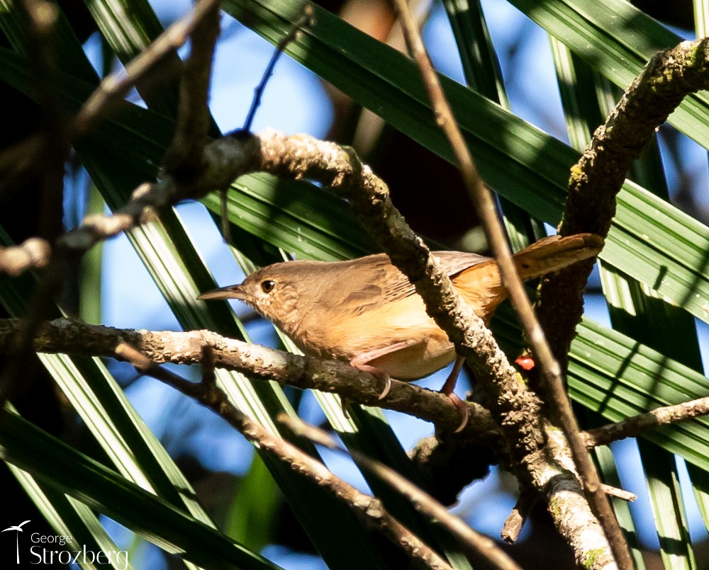 House Wren - George Strozberg