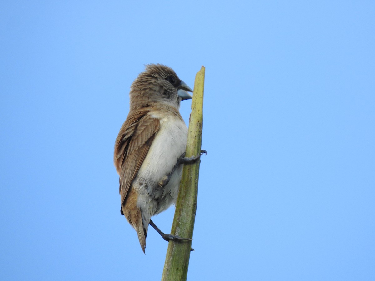 Chestnut-breasted Munia - Monica Mesch