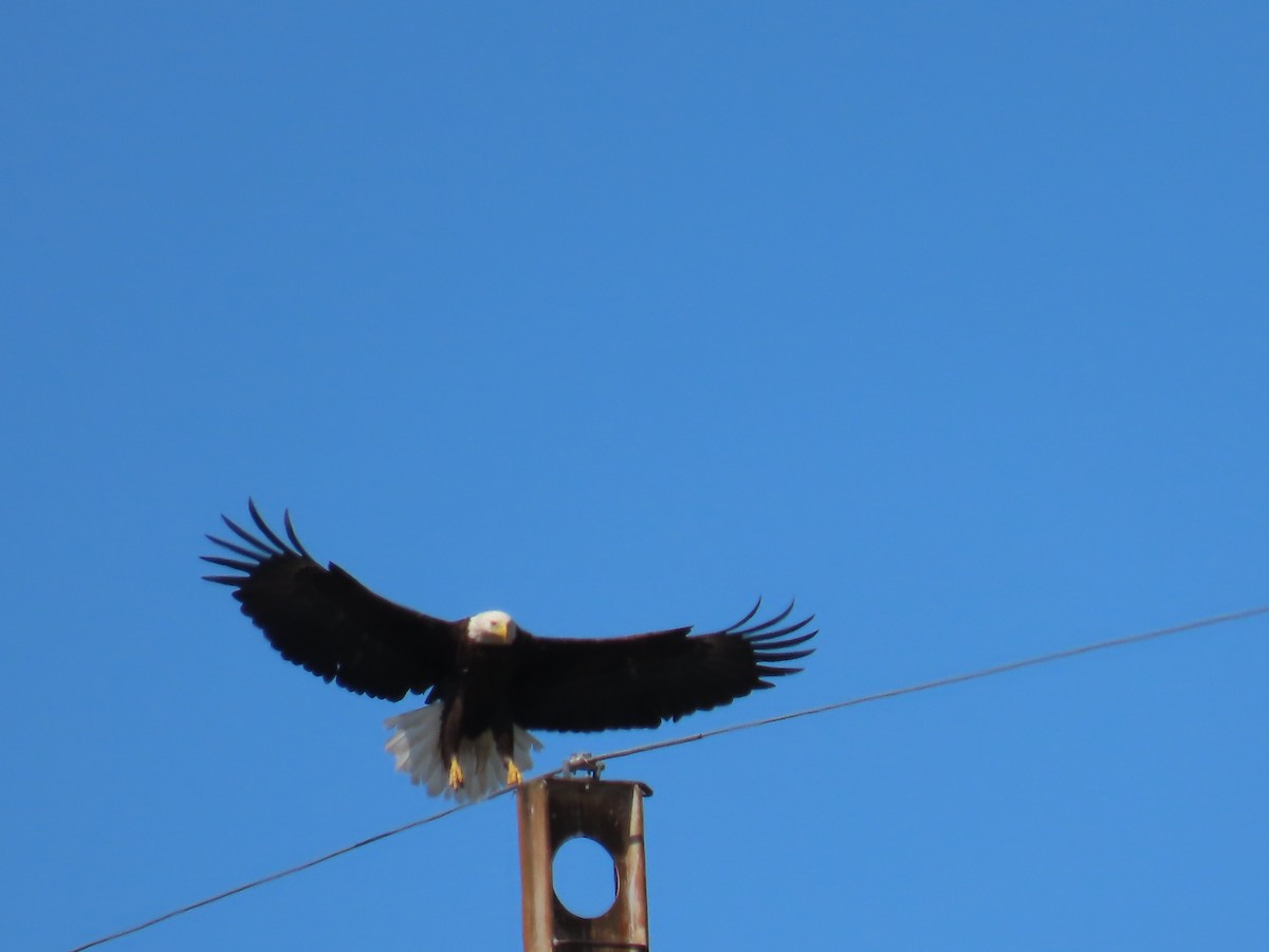 Bald Eagle - Elizabeth Ferber