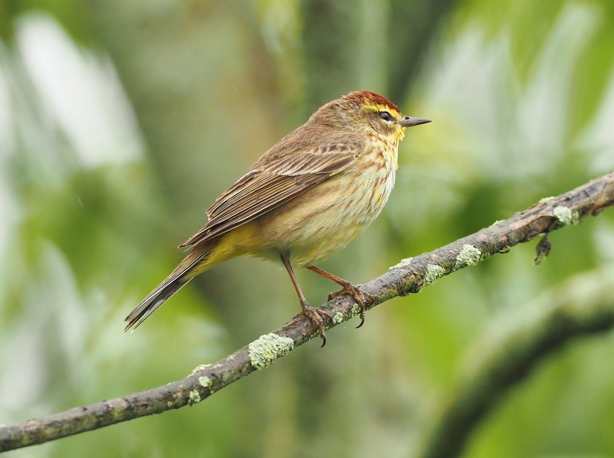 Palm Warbler - Rosario Douglas