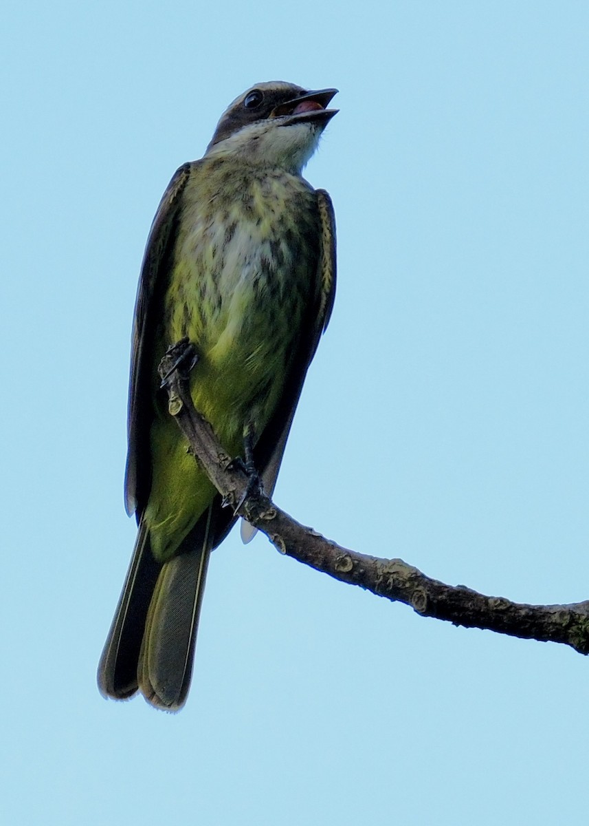 Piratic Flycatcher - Susan Jackson